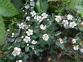 Bearberry cotoneaster, Cotoneaster dammeri