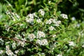 Bearberry cotoneaster Major - Latin name - Cotoneaster dammeri Major in garden