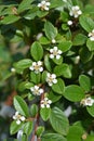 Bearberry cotoneaster Major Royalty Free Stock Photo