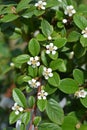 Bearberry cotoneaster Major