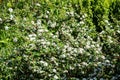 Bearberry cotoneaster Major - Latin name - Cotoneaster dammeri Major in garden