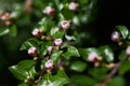 A Bearberry cotoneaster Radicans white flower blooming in spring.