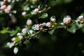 A Bearberry cotoneaster Radicans white flower blooming in spring.