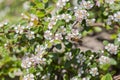 Bearberry cotoneaster Radicans white flower - Latin name - Cotoneaster dammeri Radicans