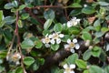 Bearberry cotoneaster Radicans