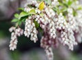 Bearberry blooming flowers