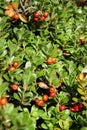 Bearberry or kinnikinnick or pinemat manzanita