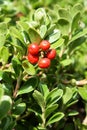 Bearberry or kinnikinnick or pinemat manzanita Royalty Free Stock Photo