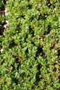 Bearberry or kinnikinnick or pinemat manzanita