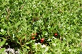 Bearberry or kinnikinnick or pinemat manzanita