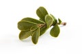 Bearberry leaves Arctostaphylos uva-ursi