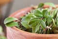 Bearberry leaves Arctostaphylos uva-ursi