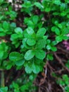 Bearberry leaves with raindrops