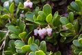 Bearberry Plant and Flowers Royalty Free Stock Photo