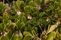 Bearberry Plant and Flowers