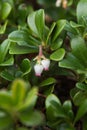 Bearberry Plant and Flowers