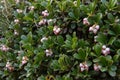 Bearberry Plant and Flowers