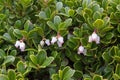 Bearberry Plant and Flowers