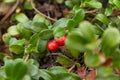 Bearberry Plant with Fruits Red Royalty Free Stock Photo
