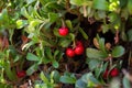 Bearberry Plant with Fruits Red