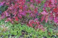 Bearberry Plants 835876