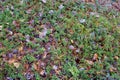 Bearberry Plants 835763