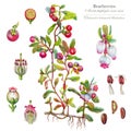 Bearberry shrub Arctostaphylos uva-ursi. Medicinal, tanning and dyeing plant. Botanical illustration