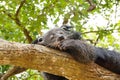 Bearcat sleeping on a tree