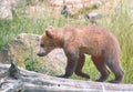 Bearcub Royalty Free Stock Photo