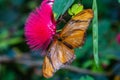 Beard brush flower with flame butterfly