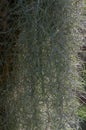 Beard lichen, Alectoria sarmentosa Royalty Free Stock Photo