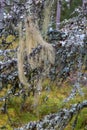 Beard lichen on a branch Royalty Free Stock Photo