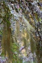 Beard lichen on a branch in the woods Royalty Free Stock Photo