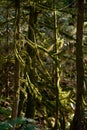 Forest Beard Lichen in Sun