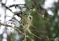 Beard Lichen Hanging On A Coniferous Tree