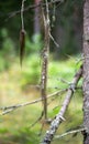Beard Lichen Hanging On A Conferous Tree