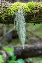 Beard lichen hanging from a tree branch