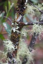 Beard lichen on bark of dying tree, vegetation in Australia Royalty Free Stock Photo