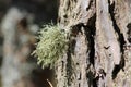 Beard lichen Usnea hirta in wild nature on tree