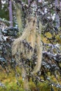 Beard lichen in a woods