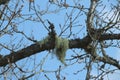 Beard lichens, old man`s beard, beard papa, usnea Usnea dasypoga Royalty Free Stock Photo