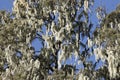 Beard lichens, Usnea sp., in a giant heather tree