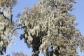 Beard lichens, Usnea sp., in a giant heather tree