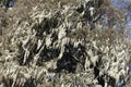 Beard lichens, Usnea sp., in a giant heather tree