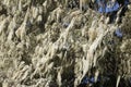 Beard lichens, Usnea sp., in a giant heather tree