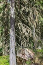 Beard moss hanging in spruce tree