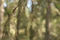 Beard moss hanging from tree branch Royalty Free Stock Photo