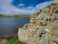 Beard moss lichen on a dry stone wall on a sunny day in summer in Shetland, Scotland, UK Royalty Free Stock Photo