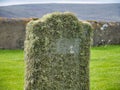 Beard moss lichen on a grave stone in Shetland, Scotland, UK