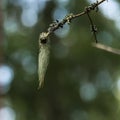 Beard moss on a twig Royalty Free Stock Photo